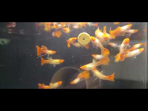 Pair of Black Moscow Guppy ~ 3cm