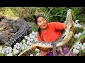 Catch Wild crocodile egg at river - Cooking Crocodile egg Eating delicious