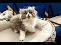 【公主】【貓】【Cat】#kitten #Cats #QQcats #猫咪 #貓