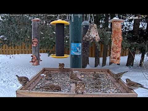 Who S Who Pine Siskins And Female Purple Finches Bring Streaky