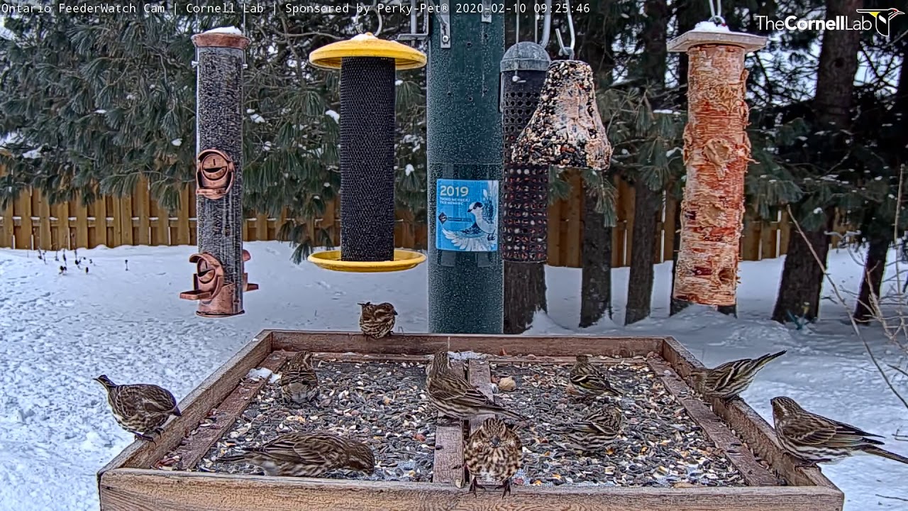 Who S Who Pine Siskins And Female Purple Finches Bring Streaky