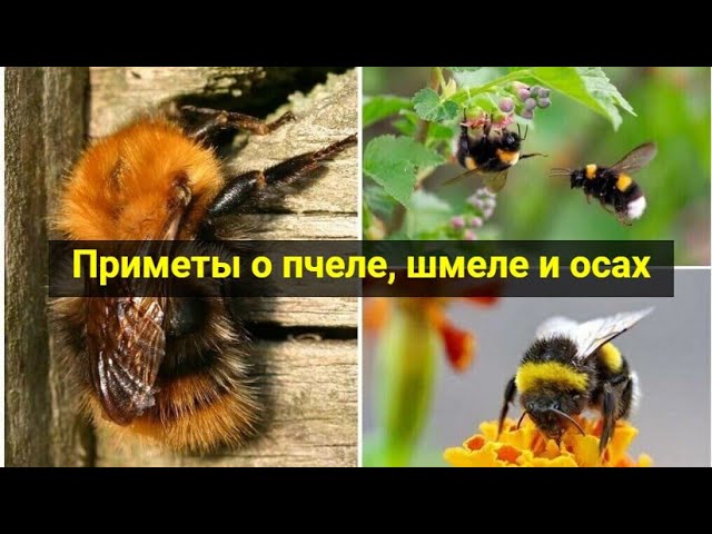 Приметы о пчеле, шмеле и осах