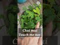 What is english name of chui mui? What is touch-me-not? #englishcorrelation