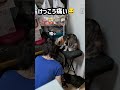 噛まれます#猫 #ねこのいる暮らし #ねこけん出身 #三毛