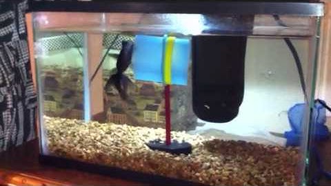 Does a fish have a 5 minute memory span?