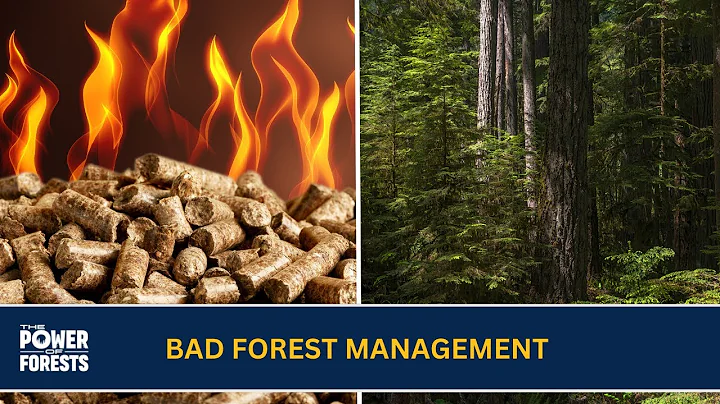 The consequences of cutting down whole trees for biomass pellets  | Rachel Holt