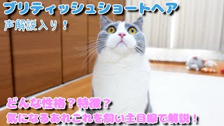 ブリティッシュショートヘアの性格特徴をざぶ君で解説した動画です【声解説】