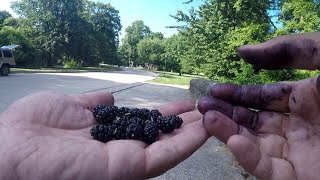 Fishing with WILD BERRIES! Does it Catch fish?! (Give-Away Included) (Philadelphia, PA)