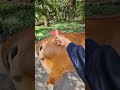 [Pengobatan] Inject analgesik pada sapi demam #animals #sapi #shorts