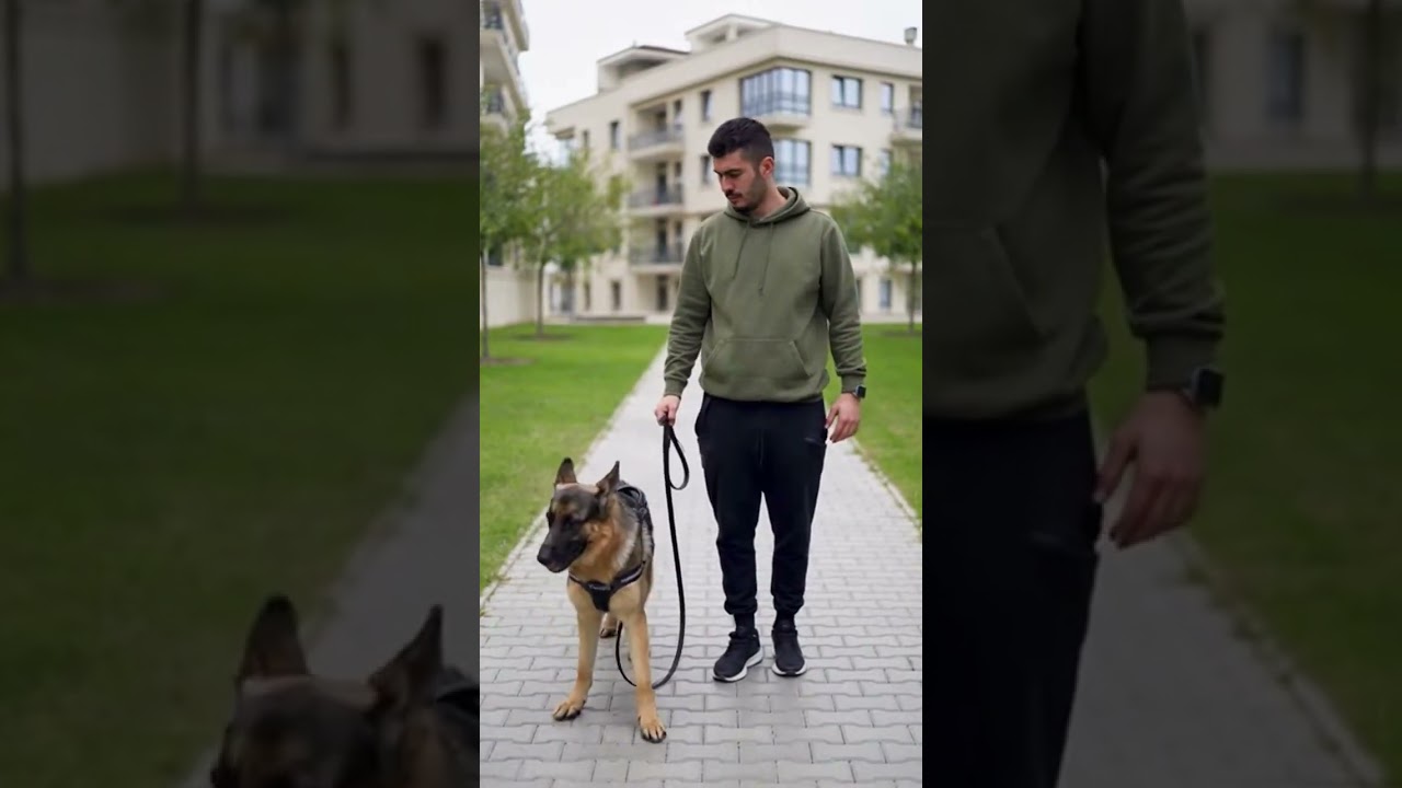 Dog Training Micro Lessons | Kopek egitimi kisa dersler | Mikro ders V4