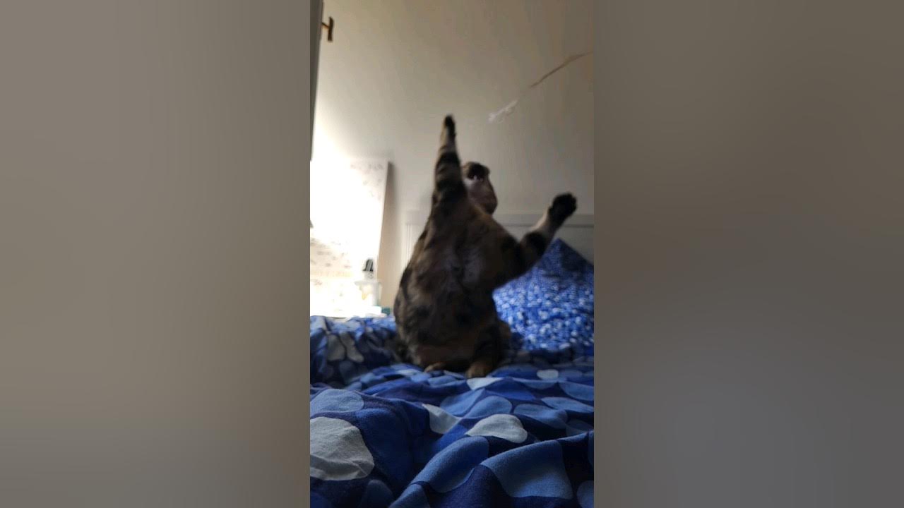 cats' proverbial coordination YouTube