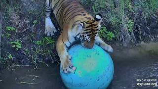 It was a splishing and a splashing - Dutchess and Priya at Big Cat Rescue