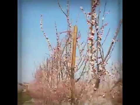 Video: Blooming Apricot