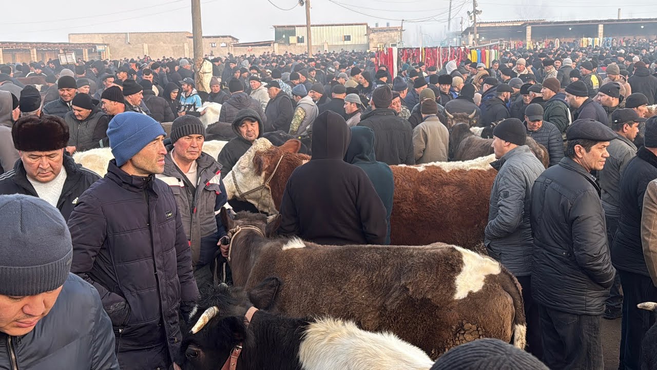 Beshariq mol bozori sigirlar va ġunajinlar narhlari 15.02.2026yil