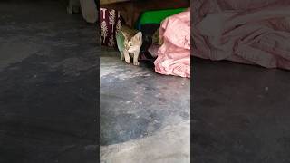 viral  Billi Bala  Short Funny  short funny viral tranding animals