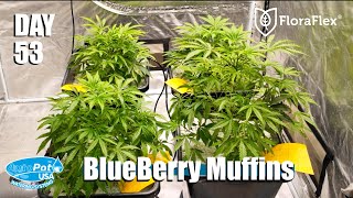 BlueBerry Muffins Day 53! Cleanup & Cloning!