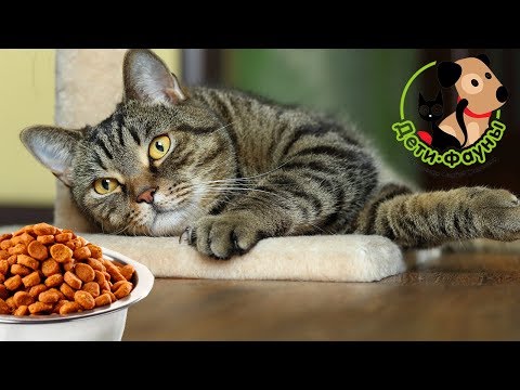 Сколько корма нужно кошке в день? Как часто кормить кошку?