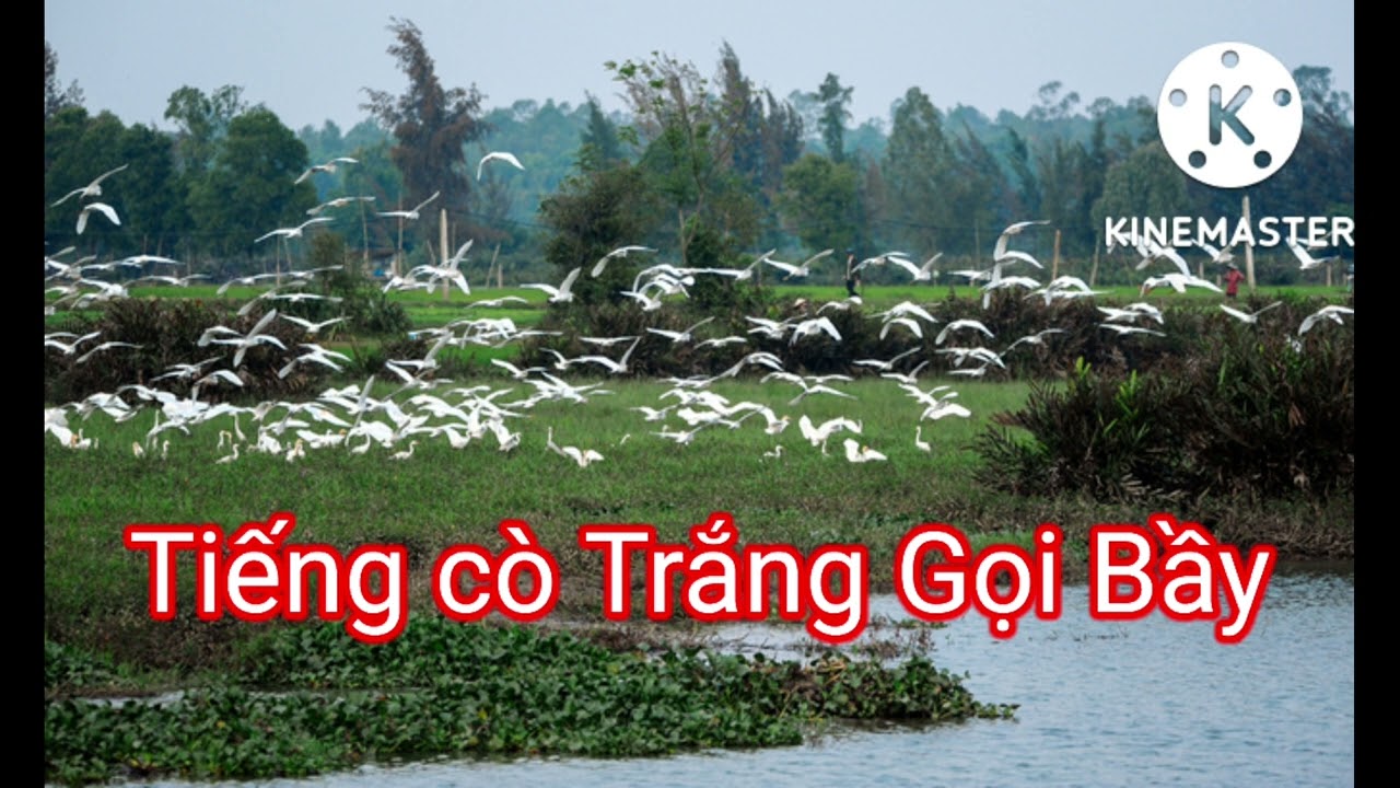 tiếng cò trắng .tiếng cò trắng gọi bầy - youtube
