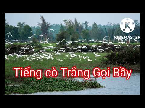 Video tiếng cò trắng .tiếng cò trắng gọi bầy - youtube