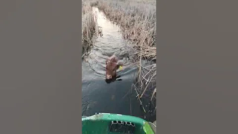 Нерест Бычков
