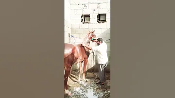 گھوڑے کو نہانے کا طریقہ Horse 