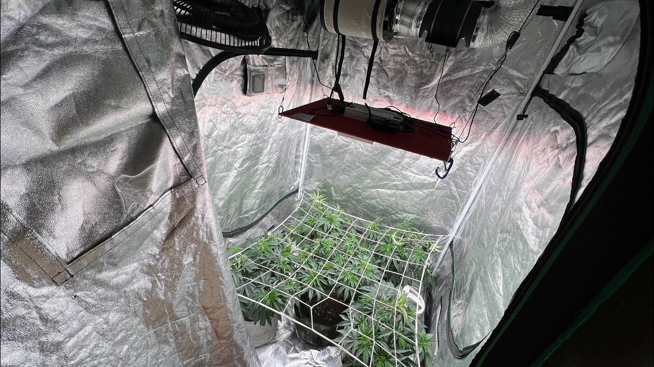 INDOOR CANNABIS GROW: WEEK 5 VEG