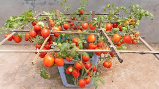 Surprise when planting tomatoes in an old chair, the fruits are abundant and succulent