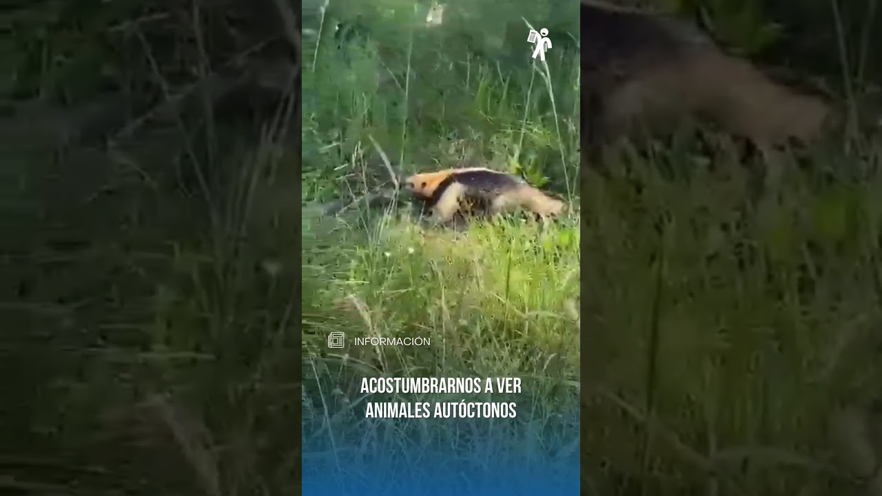 YouTube player