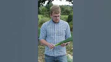 Growing Scallions For Gilfresh Produce Ingredients Sourced Shorts 