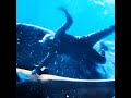 The ultimate showdown between man and the Megalodon #explore #viral #ytshorts #edit #trending #reels