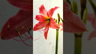 Amaryllis Lily Peach Color Lady Lily And August Lily