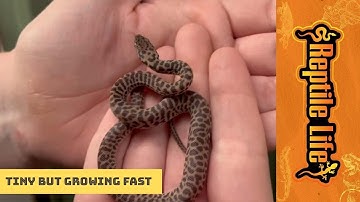 Children’s Pythons | Reptile Life Adelaide