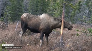 HOW DO MOOSE COMMUNICATE? MooseMan Nature Photos Video