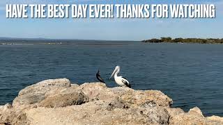 Boundary Island Western Australia Pelicans and beautiful Scenery