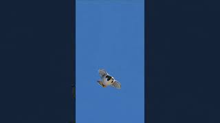 Eagle Racing Through the Sky | Fast Hunting Flight Adventure #wildlifeentertainment