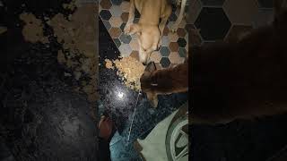 cute dog #cute #dog#doglover #puppy #labrador #shortvideo ##cute teddy bear pic