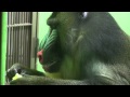 東山動物園　チンパンジー　ぞう　マンドリル　つる