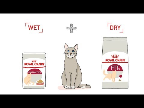 Video: The Better To Feed A Kitten: Natural Food, Ready-made Dry And Wet Food, What Foods You Can And Cannot, Feeding Rules, How Many Times A Day