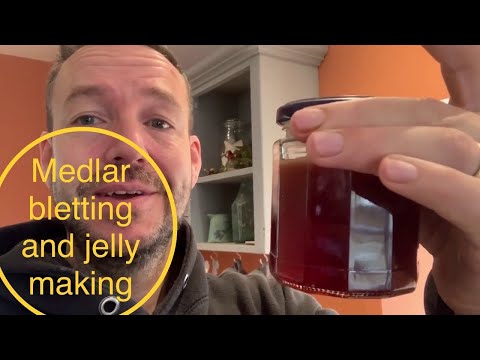 Video: Německý Medlar A Japonský Medlar - Dva Velké Rozdíly Nebo Blízcí Příbuzní?