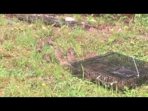 Planet Subaru Hanover and Chapman Farm School bobwhite quail release