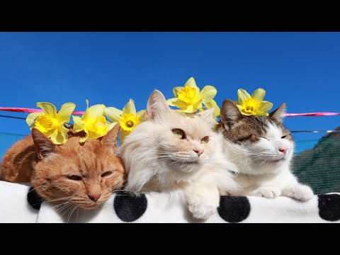 水仙の花 のせ猫 2025 250430 - YouTube