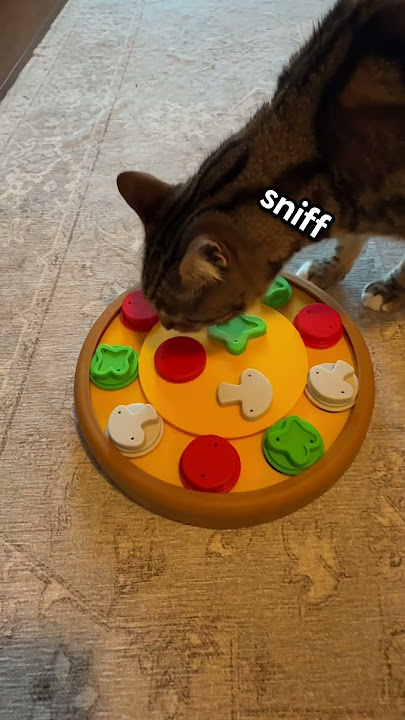 Are Cats Smarter Than Dogs? | The Pack