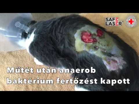 Videó: A Kutya Mellének Bakteriális Fertőzése