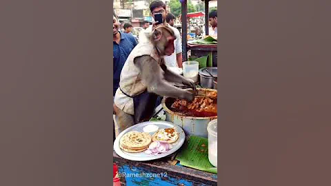 unique dish😱 chicken curry with roti 🫓 smart chef monkey 🐒 #shorts #food #monkey