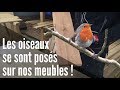 Les oiseaux se sont poss sur nos meubles en bois 