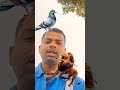 सभी लोग फेल हो गए कबुतर को 🤔💯, #youtubeshorts #challenge #shotfeed #viral #shorts