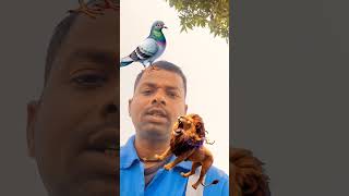 सभी लोग फेल हो गए कबुतर को 🤔💯, #youtubeshorts #challenge #shotfeed #viral #shorts