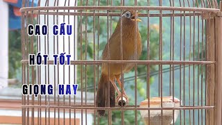 Mã số 170 - Chim dáng dấp cao cầu - bóng bộ to đẹp - hót cực tốt | Lương Xuân Hiếu