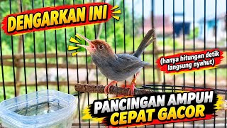 PRENJAK JANTAN GACOR NARUNG MENANTANG LAWAN Membuat Prenjak Lain Respon Bunyi 