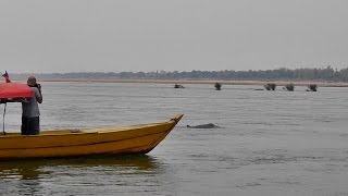 ตื่นตาตื่นใจต้นกำเนิดปลาโลมาอิรวดีแม่น้ำโขงฝูงใหญ่ในกัมพูชา Irrawaddy dolphin in Mekong River